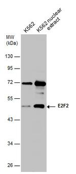 E2F2 Antibody in Western Blot (WB)