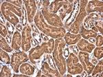eIF4E Antibody in Immunohistochemistry (Paraffin) (IHC (P))