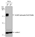Phospho-4EBP1 (Thr37, Thr46) Antibody in Western Blot (WB)