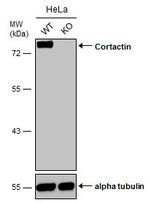 Cortactin Antibody in Western Blot (WB)