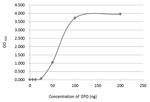 Epo Antibody in ELISA (ELISA)