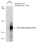 Phospho-ErbB2 (HER-2) (Tyr1139) Antibody in Western Blot (WB)