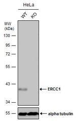 ERCC1 Antibody in Western Blot (WB)