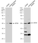 ETS1 Antibody in Western Blot (WB)