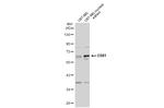 ETV1 Antibody in Western Blot (WB)