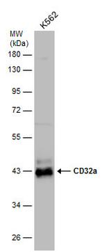 CD32 Polyclonal Antibody