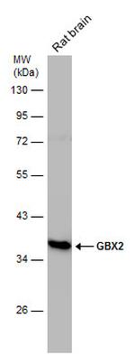 GBX2 Antibody in Western Blot (WB)
