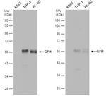 GFI1 Antibody in Western Blot (WB)