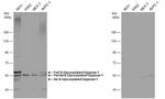 Glypican 1 Antibody in Western Blot (WB)