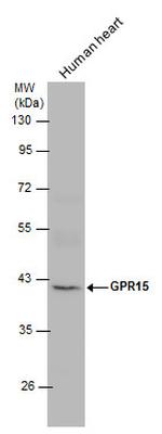 GPR15 Antibody in Western Blot (WB)