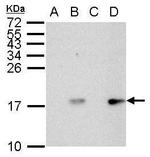 Phospho-Histone H2A.X (Ser139) Antibody in Western Blot (WB)