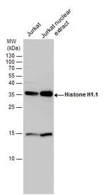 Histone H1.1 Polyclonal Antibody