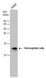 HBZ Polyclonal Antibody