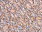 HDGF Antibody in Immunohistochemistry (Paraffin) (IHC (P))