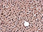 HDGF Antibody in Immunohistochemistry (Paraffin) (IHC (P))
