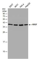 HDGF Antibody in Western Blot (WB)