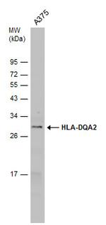 HLA-DQA2 Polyclonal Antibody