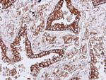 HLA-DQB1 Antibody in Immunohistochemistry (Paraffin) (IHC (P))