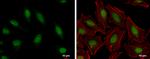 HMGB1/HMGB2 Polyclonal Antibody