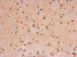 HMGB1/HMGB2 Antibody in Immunohistochemistry (Paraffin) (IHC (P))