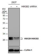 HMGB1/HMGB2 Antibody in Western Blot (WB)