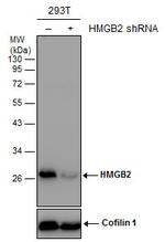 HMGB2 Antibody in Western Blot (WB)