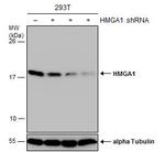 HMGA1 Antibody in Western Blot (WB)