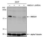 HMGA1 Antibody in Western Blot (WB)