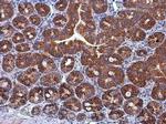 HSPA9 Antibody in Immunohistochemistry (Paraffin) (IHC (P))