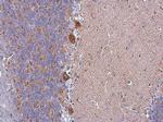 HSPA9 Antibody in Immunohistochemistry (Paraffin) (IHC (P))