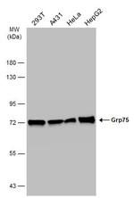 HSPA9 Antibody in Western Blot (WB)