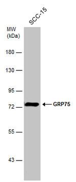 HSPA9 Antibody in Western Blot (WB)