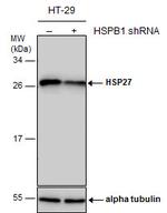 HSP27 Antibody in Western Blot (WB)