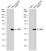 IRF8 Antibody in Western Blot (WB)
