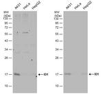 ID1 Antibody in Western Blot (WB)