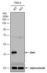 IDH1 Antibody in Western Blot (WB)