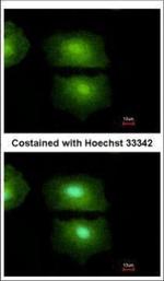 IL-16 Polyclonal Antibody