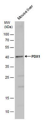 PDX1 Antibody in Western Blot (WB)