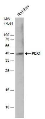 PDX1 Antibody in Western Blot (WB)