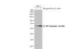 Phospho-IRF3 (Ser386) Polyclonal Antibody