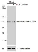 ITGB1 Antibody in Western Blot (WB)