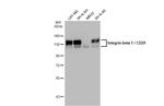 ITGB1 Antibody in Western Blot (WB)