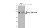 ITGB1 Antibody in Western Blot (WB)
