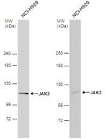 JAK3 Polyclonal Antibody
