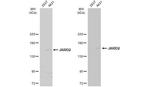 JARID2 Antibody in Western Blot (WB)