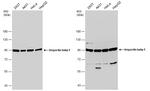 KPNB1 Antibody in Western Blot (WB)