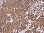 LIPC Polyclonal Antibody