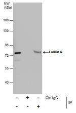 Lamin A/C Antibody in Immunoprecipitation (IP)