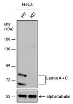Lamin A/C Antibody in Western Blot (WB)