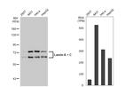 Lamin A/C Antibody in Western Blot (WB)